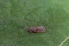 Epinotia sp.